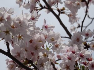 20160408_sakura1