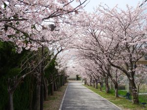 20160408sakura2